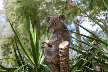 Koala 3