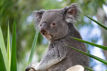 Koala 1