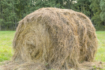 Round bales of hay under the hot sun on the field, livestock feed, agriculture, farm, beautiful natural background