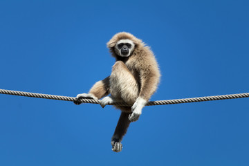 White handed gibbon 3