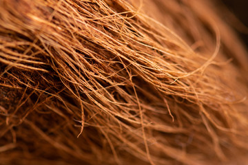 coconut, background, brown, horizontal, strip