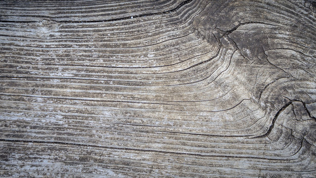 old tree stump texture background