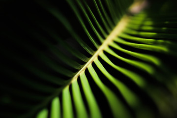 Folha abstrata