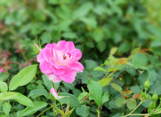 Bright pink rose roses on the bush among the green foliage in the park in the summer.
