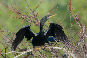Anhinga in tree taking off