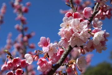 Cerejeira ornamental