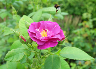 Pink and purple rose hips and flying bumblebee among the green foliage in the park in the summer.