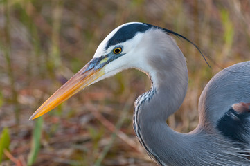Great blue heron