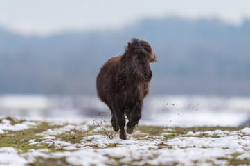 Pony galloping over snowy meadow
