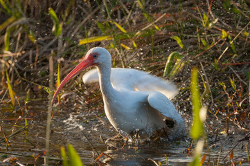 American white ibis bathing