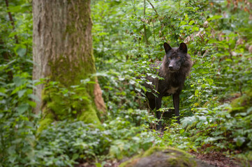 Fototapeta na wymiar Black wolf in wood