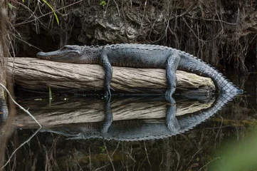 Fototapeten Amerikanischer Alligator ruht auf Baumstamm © LarsSchmidtEisenlohr