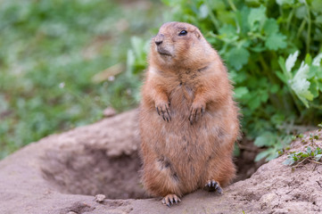 Prairie dog