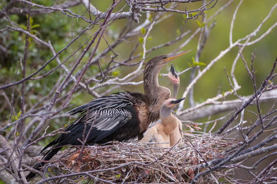 Anhinga With Chicks In Nest