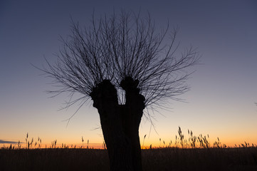 Basket willow silhouette