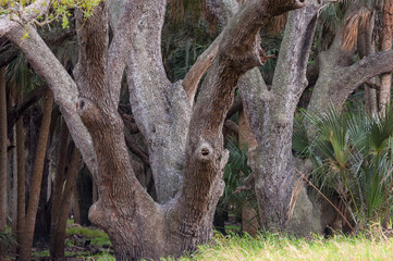 Oak trees and palms vegetation, Florida