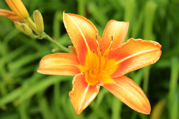 Wild Tiger Lily Flower
