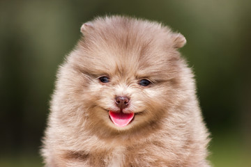 Pomeranian puppy outdoor