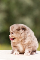 Pomeranian puppy outdoor