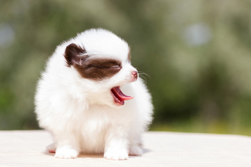Pomeranian puppy outdoor