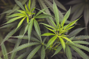 Fototapeta na wymiar Marijuana plant