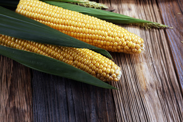 Fresh corn on cobs on rustic wooden table.