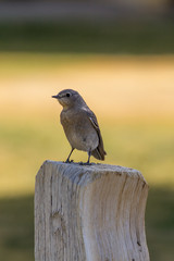 SongBird on a Fence Post Against Blurred Yellow Background