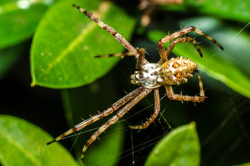  The beautiful shapes and colors of the macro world