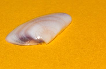 Seashell on yellow background
