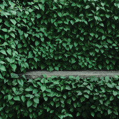 Syringa vulgaris common lilac plants green leaf hedge background. Old aged dark gray weathered wooden bench niche, large detailed scenic horizontal shrubs greenery closeup, formal garden shrub leaves