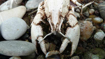 a skeleton of a cancer on stones