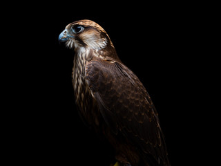 Lanner falcon