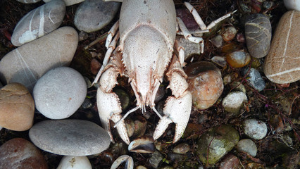 a skeleton of a river  cancer on stones