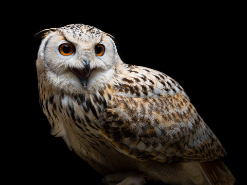 Siberian eagle-owl