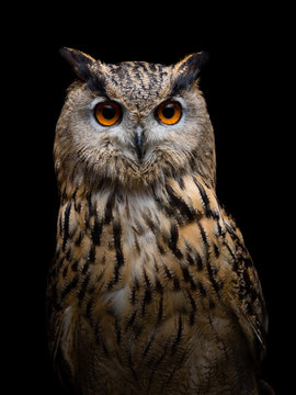Eurasian eagle-owl