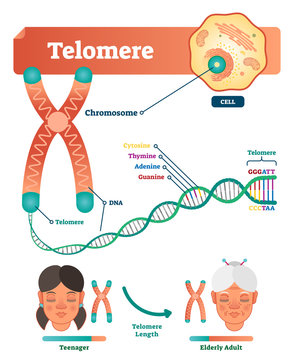 Telomere vector illustration. Educational and medical scheme with cell, chromosome and DNA. Labeled anatomical diagram with cytosine, thymine, adenine and guanine.