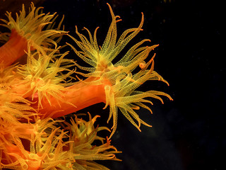Caribbean coral reef © John Anderson