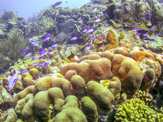 Caribbean coral reef