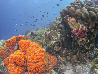 Caribbean coral reef