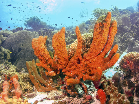  Brown encrusting octopus sponge, Ectyoplasia ferox