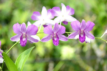 closeup of  orchid flower in orchid garden