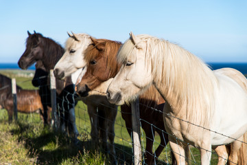 Picture of 4 horses of different colour looking sideways standing behind a fence with Atlantic ocean in the background.