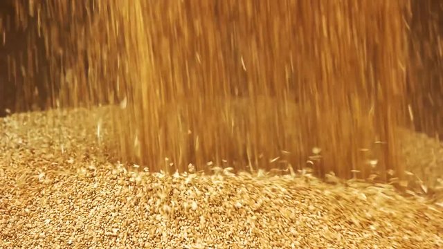 Barley grains falling on a pile. Close up. Pouring wheat.