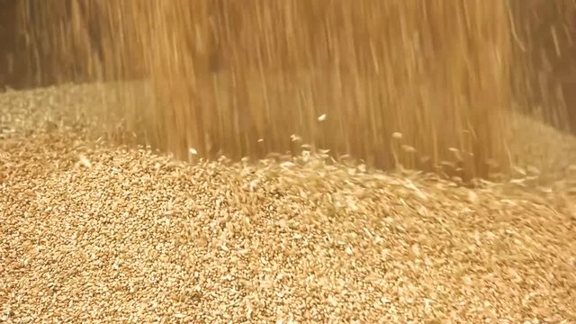 Pouring golden paddy seeds in a pile. Close up falling wheat in a pile.