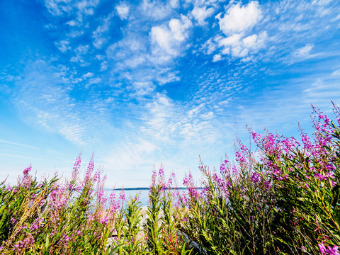 Fireweed on the shore