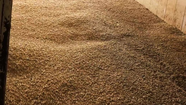 Lots of wheat grains falling down. Agricultural facility storage of grain wheat.