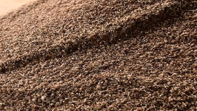 Grain factory, dumping wheat grain. Heap of oat, close up.