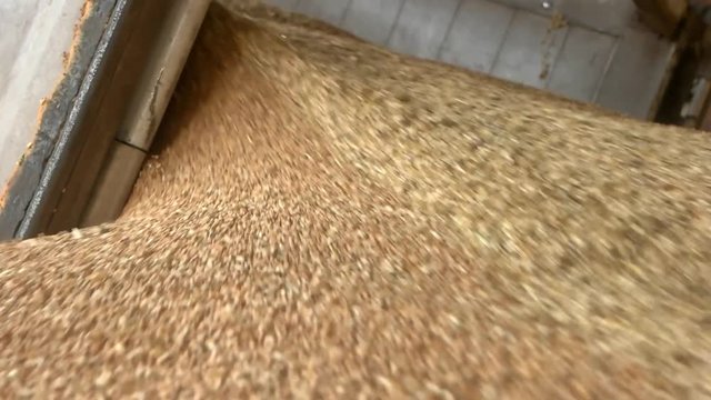 Pouring cereals and grains, close up. Food factory, flowing wheat.