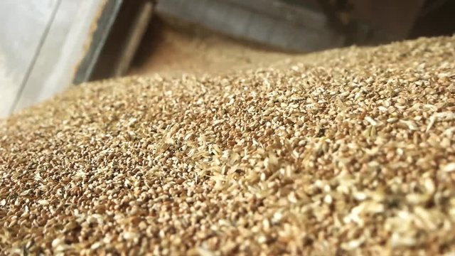Falling grain wheat motion, close up. Pouring cereals, macro view.