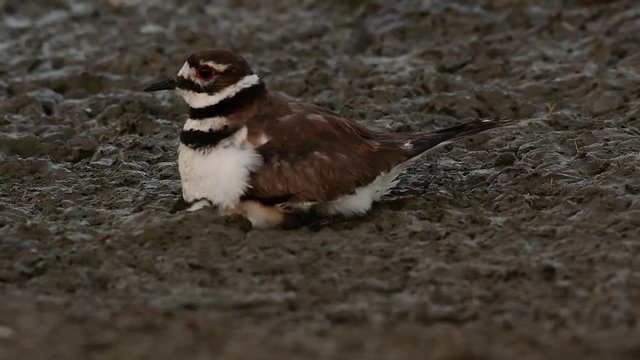 A Killdeer Brooding a Newborn Baby Chick in a Mudflat
